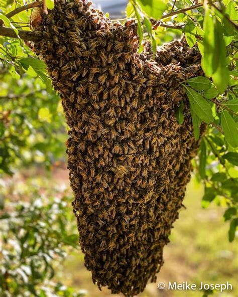 How many bees are left after a swarm?